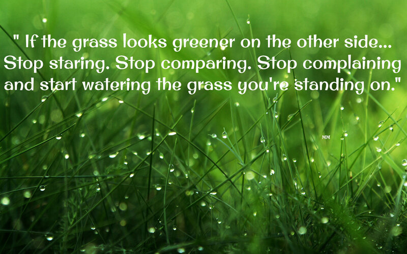 Green Grass with Dew — Calm, Morning, Photograph, Dew Drops