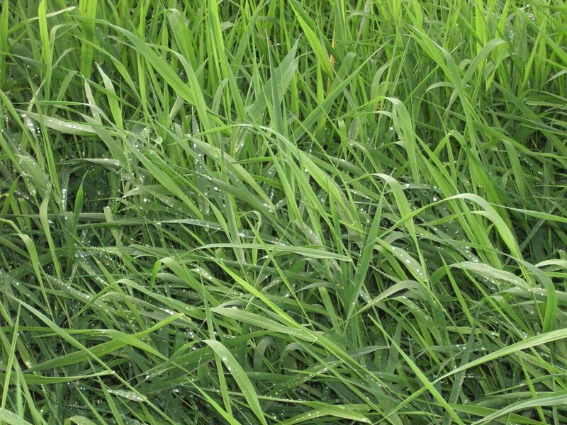 Green Grass with Dew — Calm, Morning, Photograph