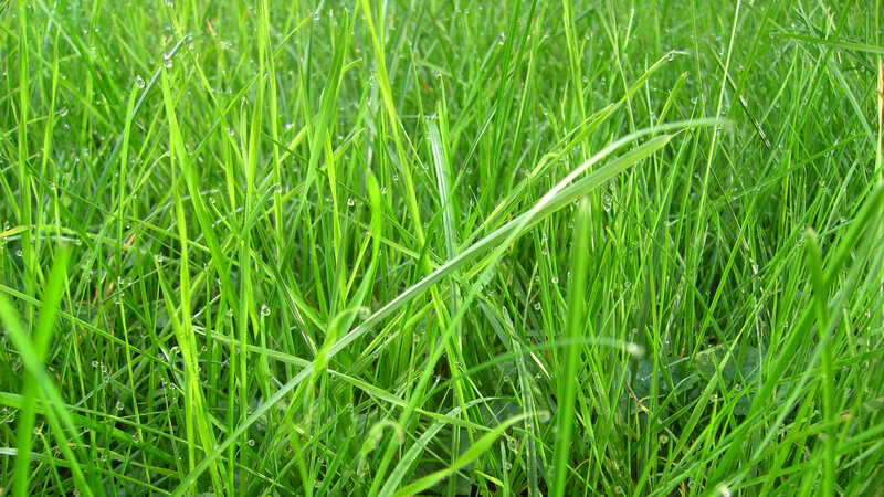 Green Grass with Dew — Calm