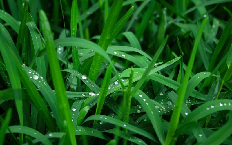 Green Grass with Dew — Dew Drops, Leaves