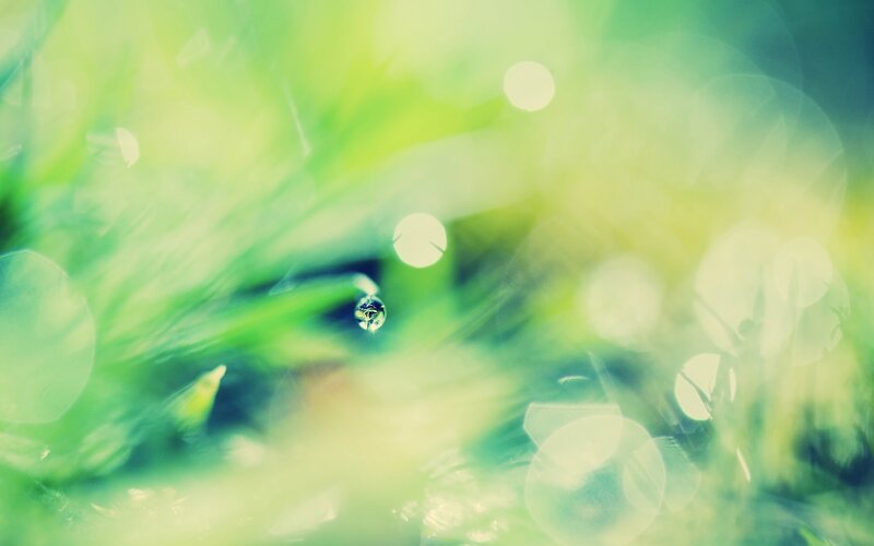 Green Grass with Dew Drop — Serene
