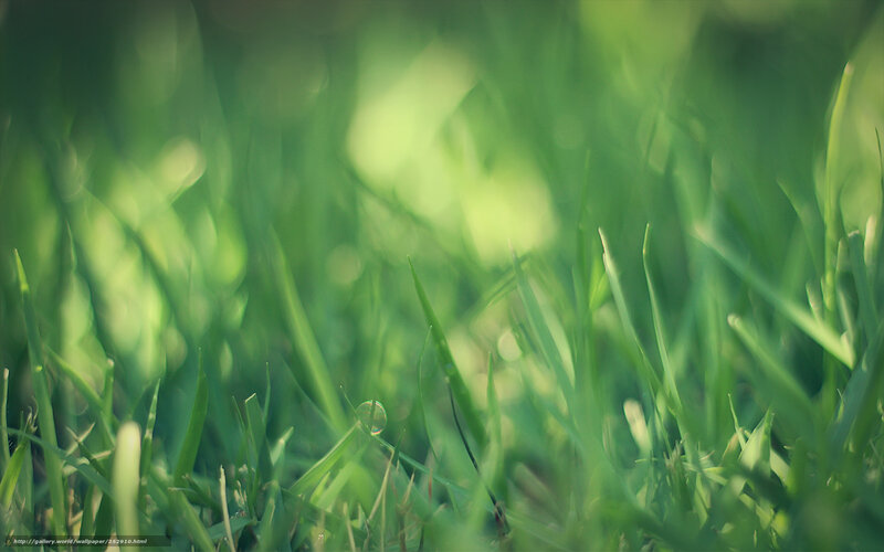 green grass with dew drop