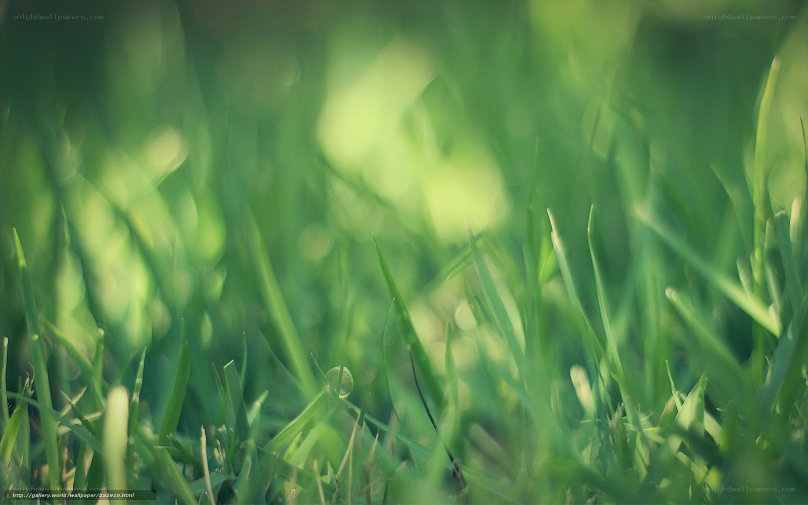 green grass with dew drop