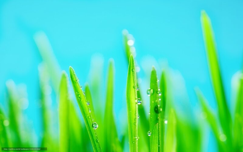 Green grass with dew drops