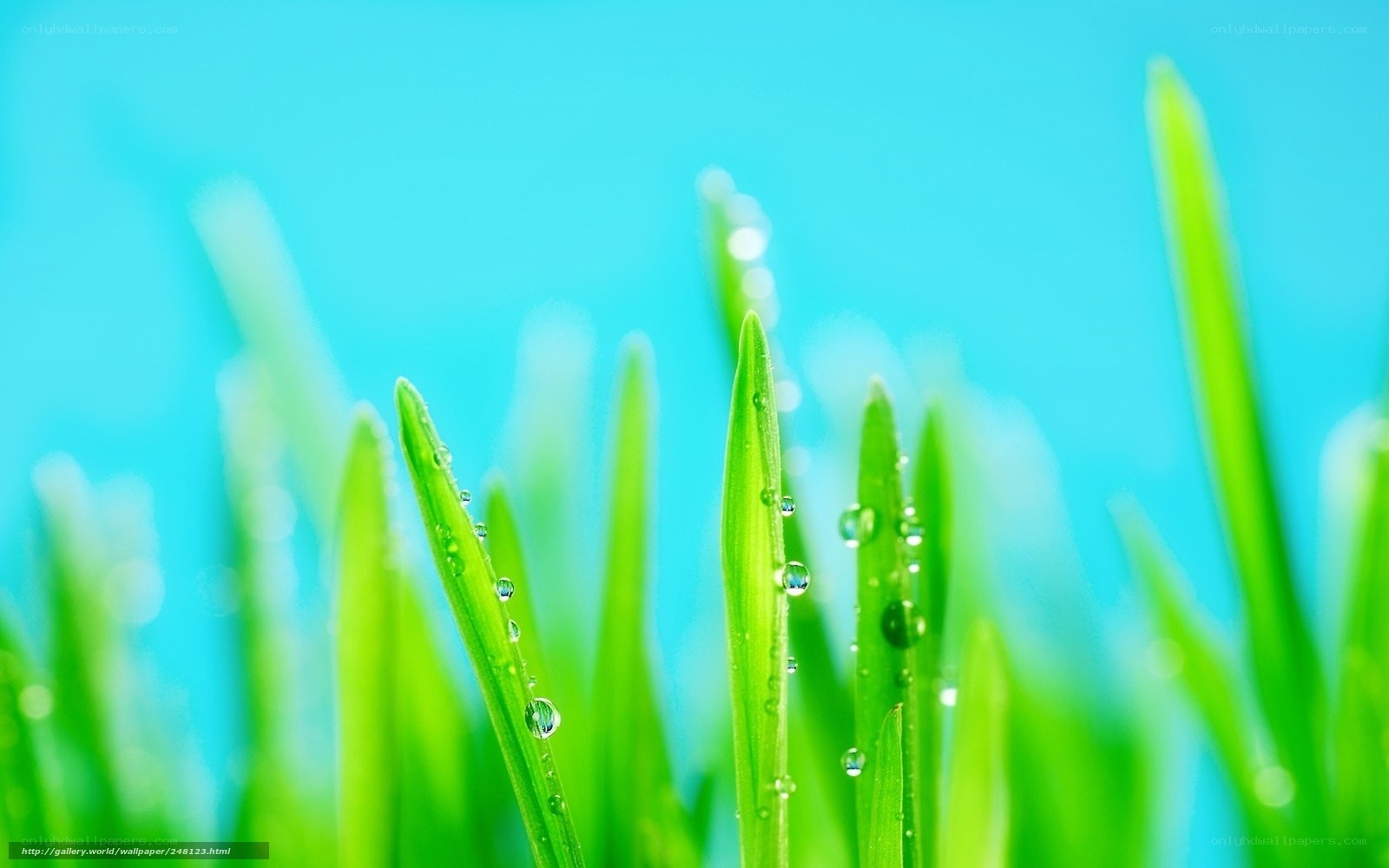 Green grass with dew drops