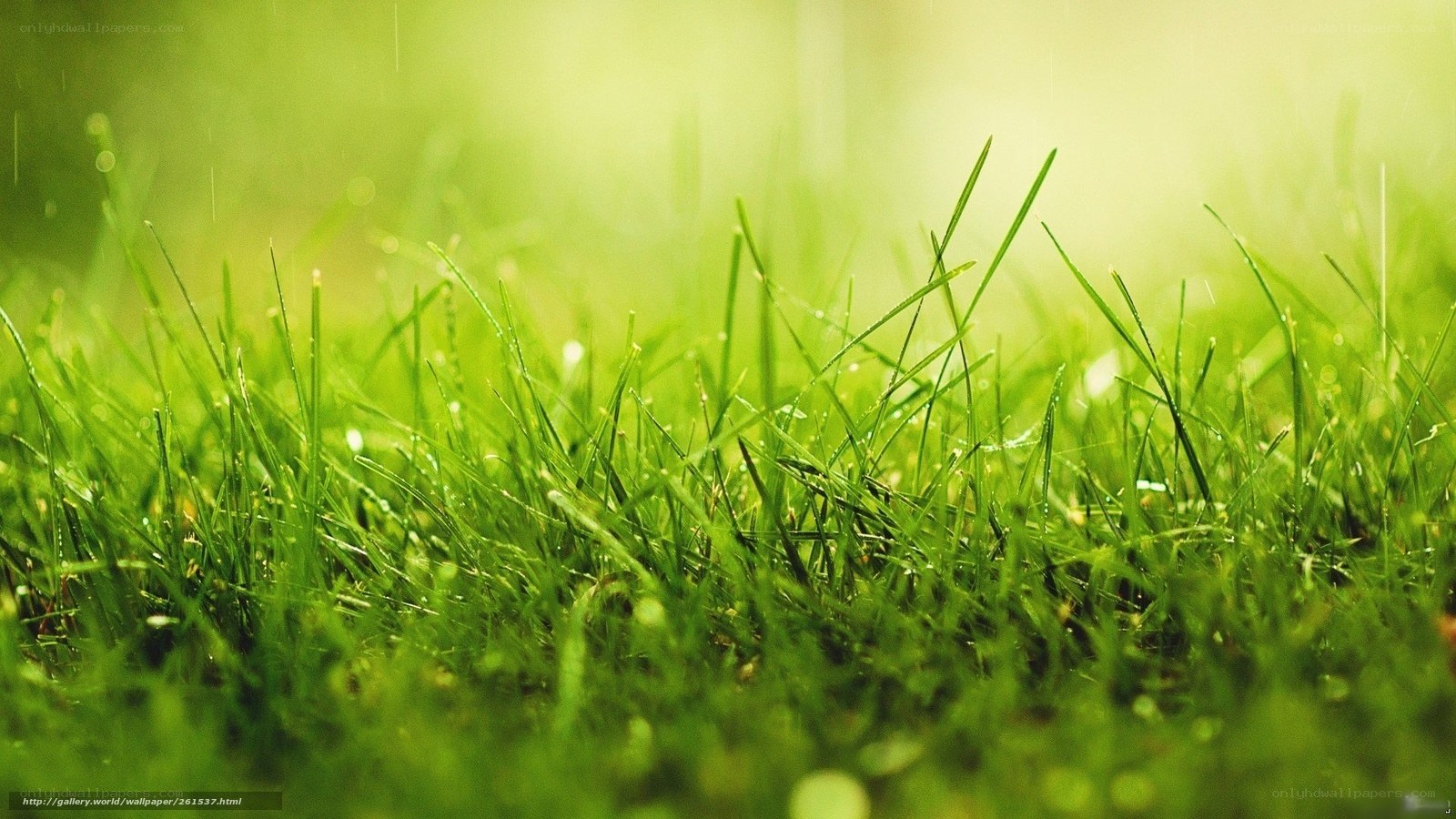 Green grass with dew drops