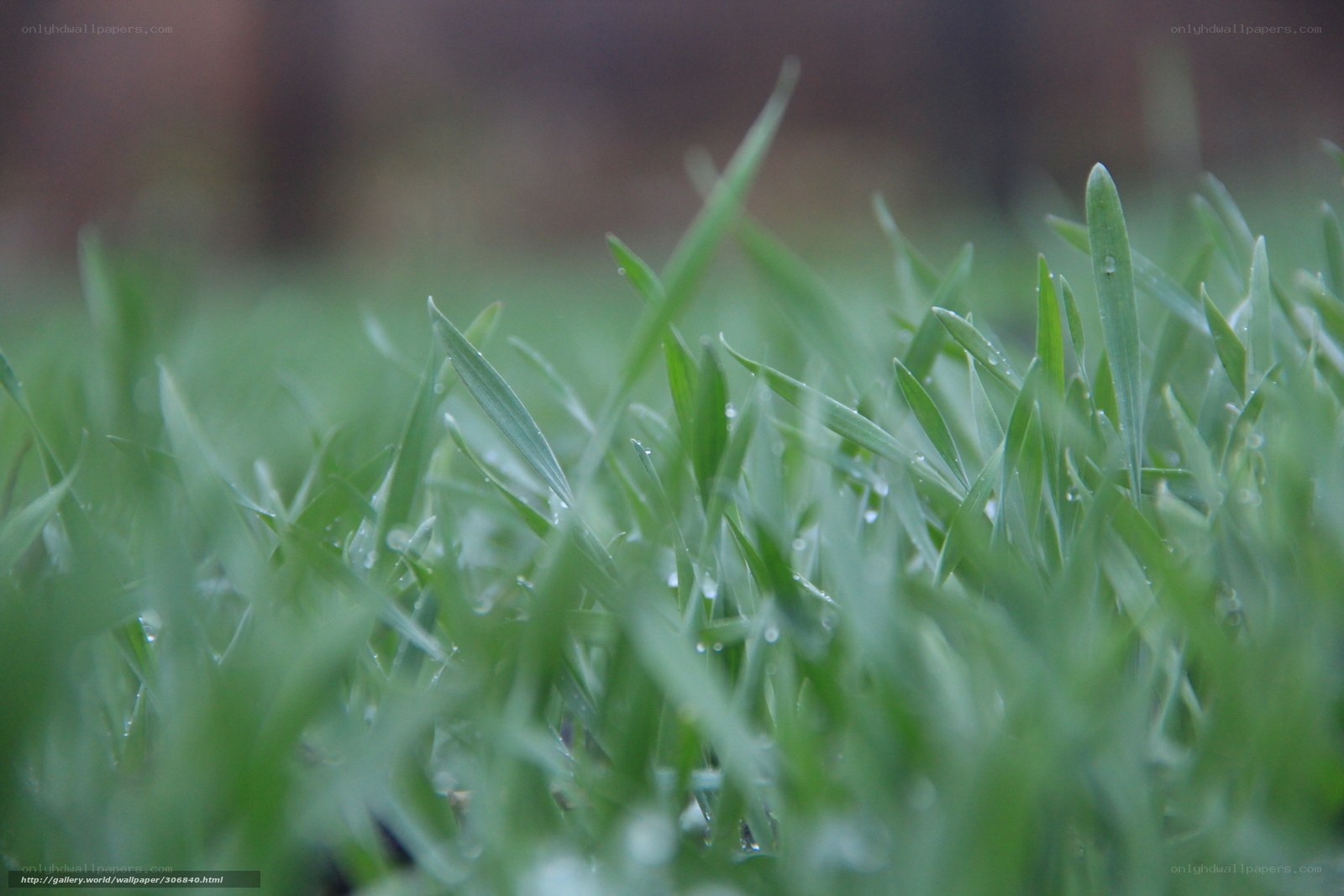 Green grass with dew drops