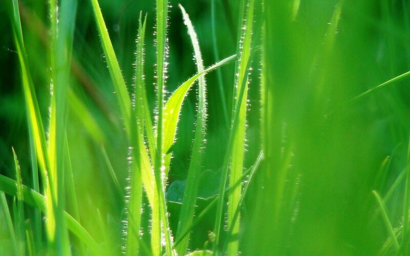 Green grass with dew drops