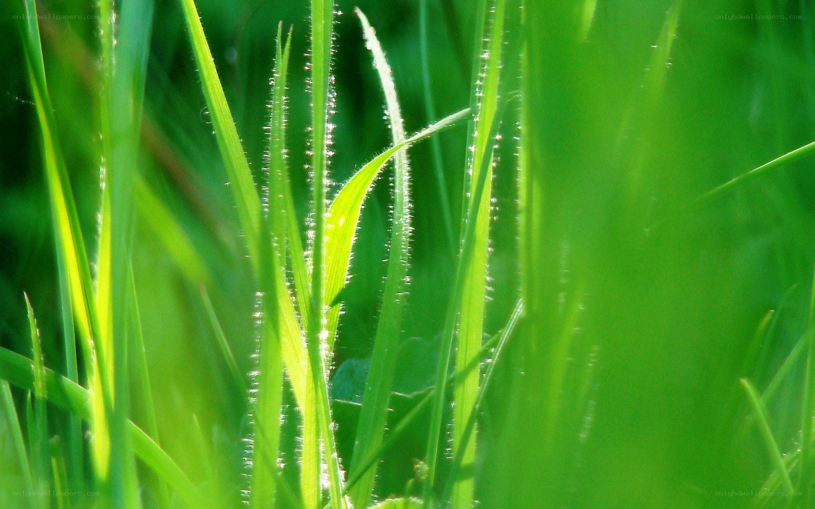 Green grass with dew drops