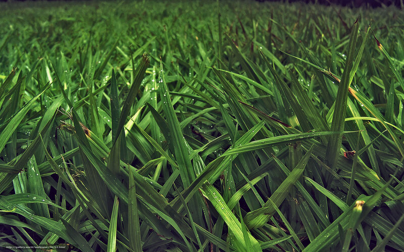Green grass with dew drops