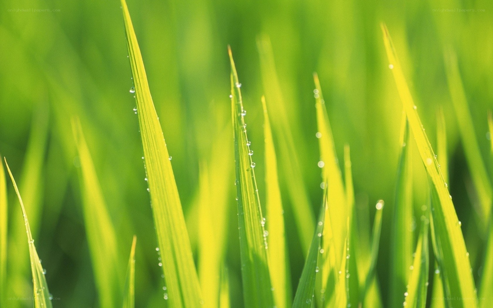 Green grass with dew drops