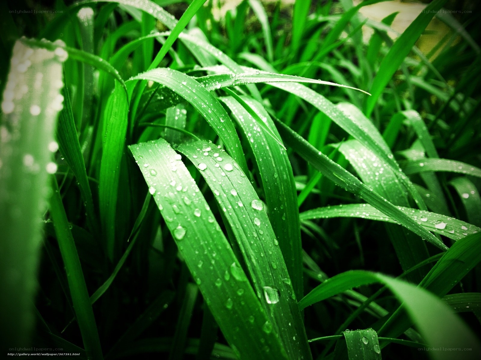 Green grass with dew drops