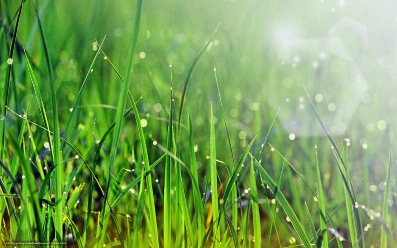Green grass with dew drops