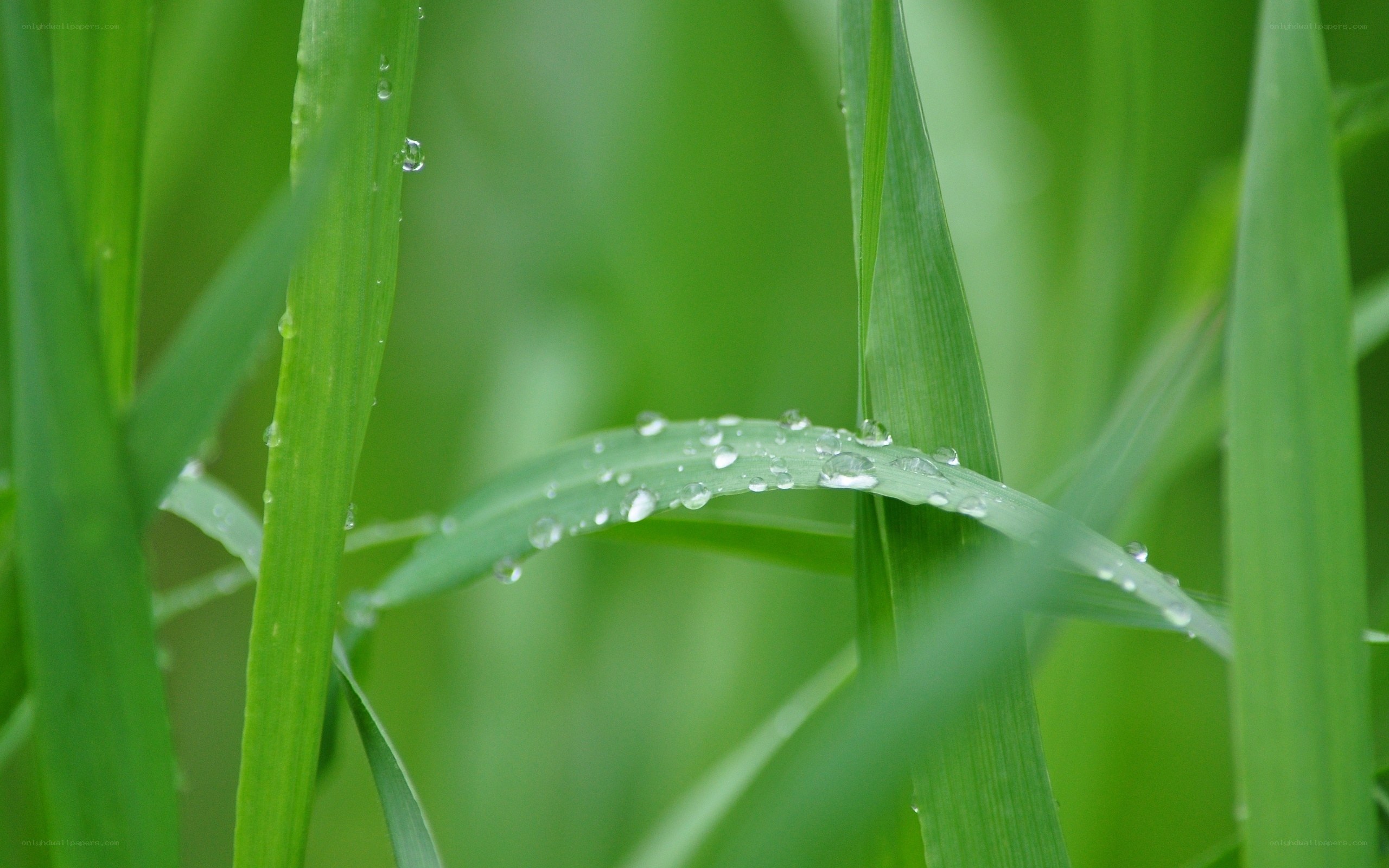 Green grass with dew drops