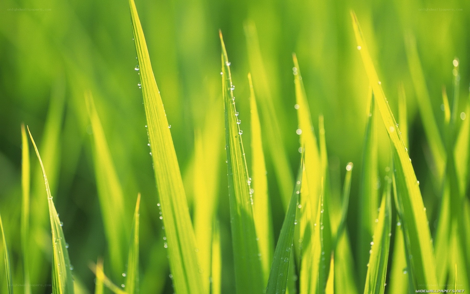 Green grass with dew drops