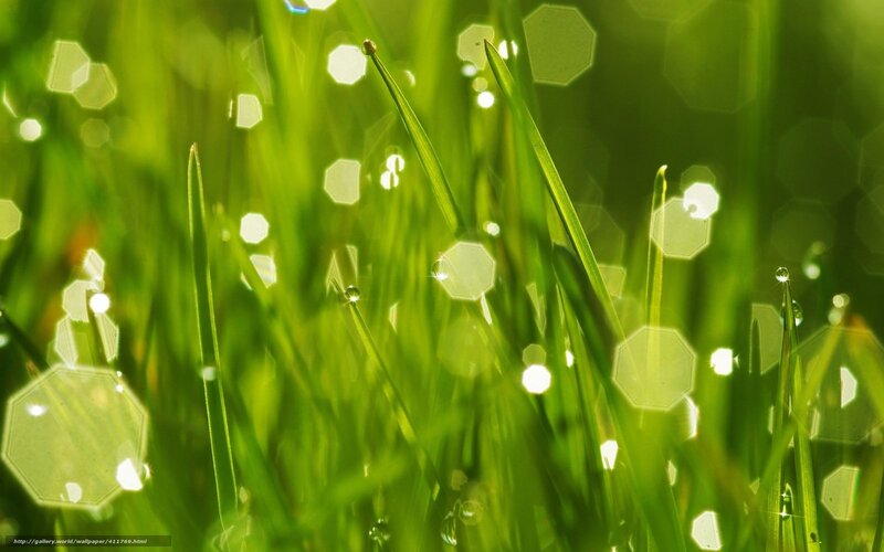 Green grass with dew drops