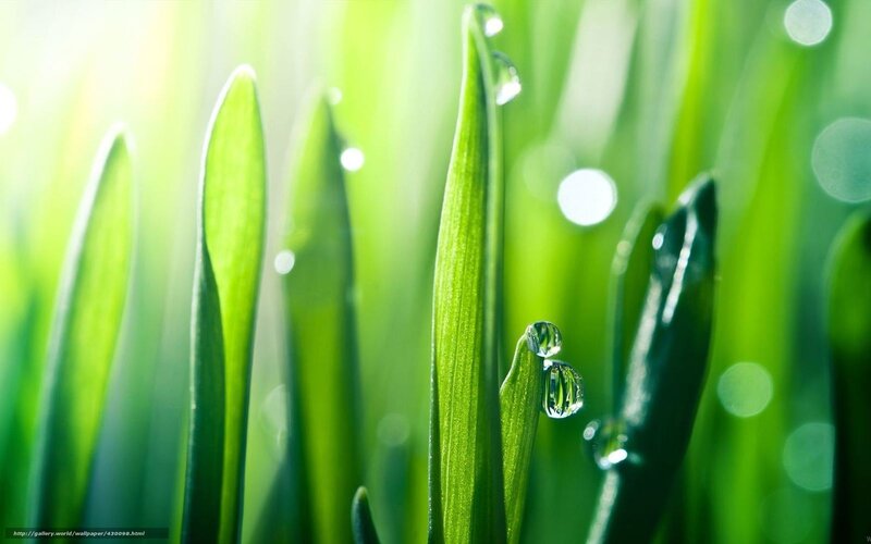 Green grass with dew drops