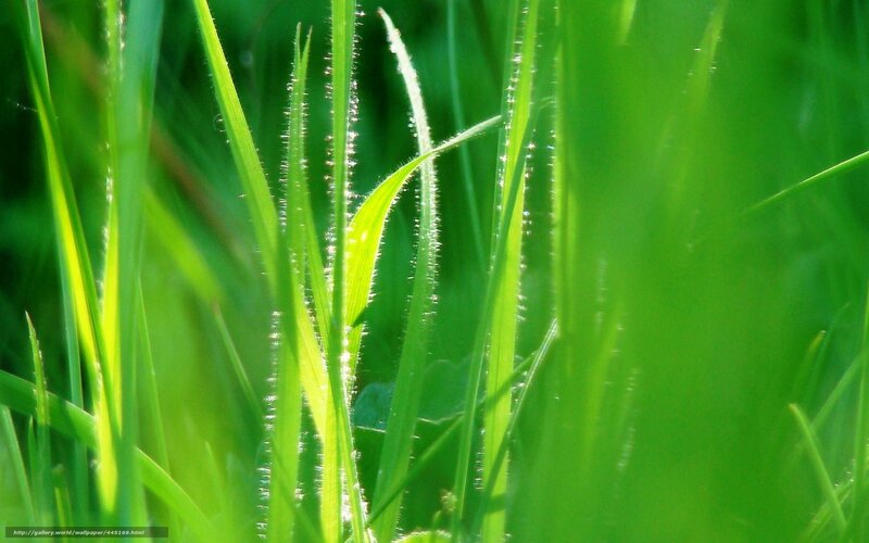 Green grass with dew drops