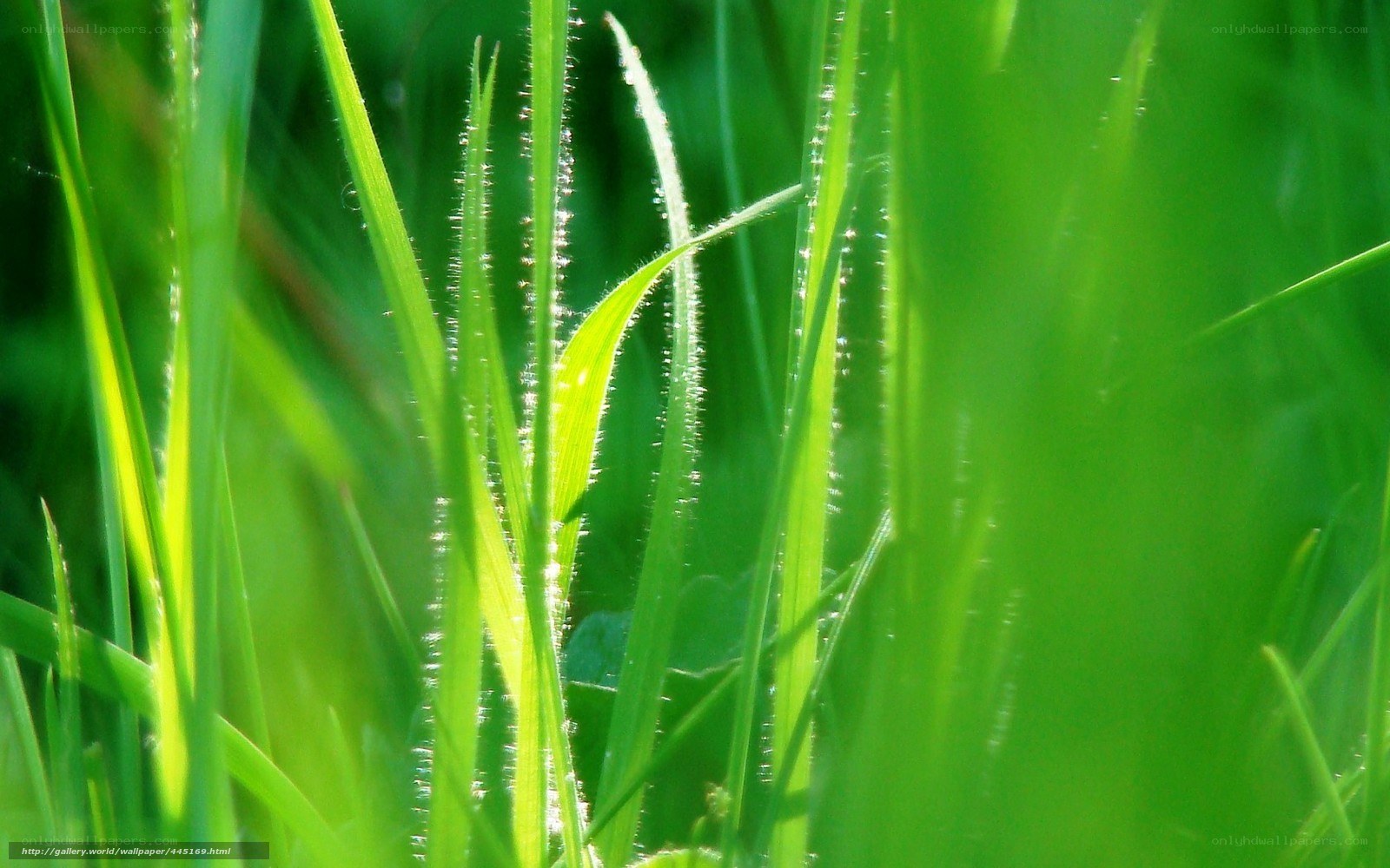 Green grass with dew drops