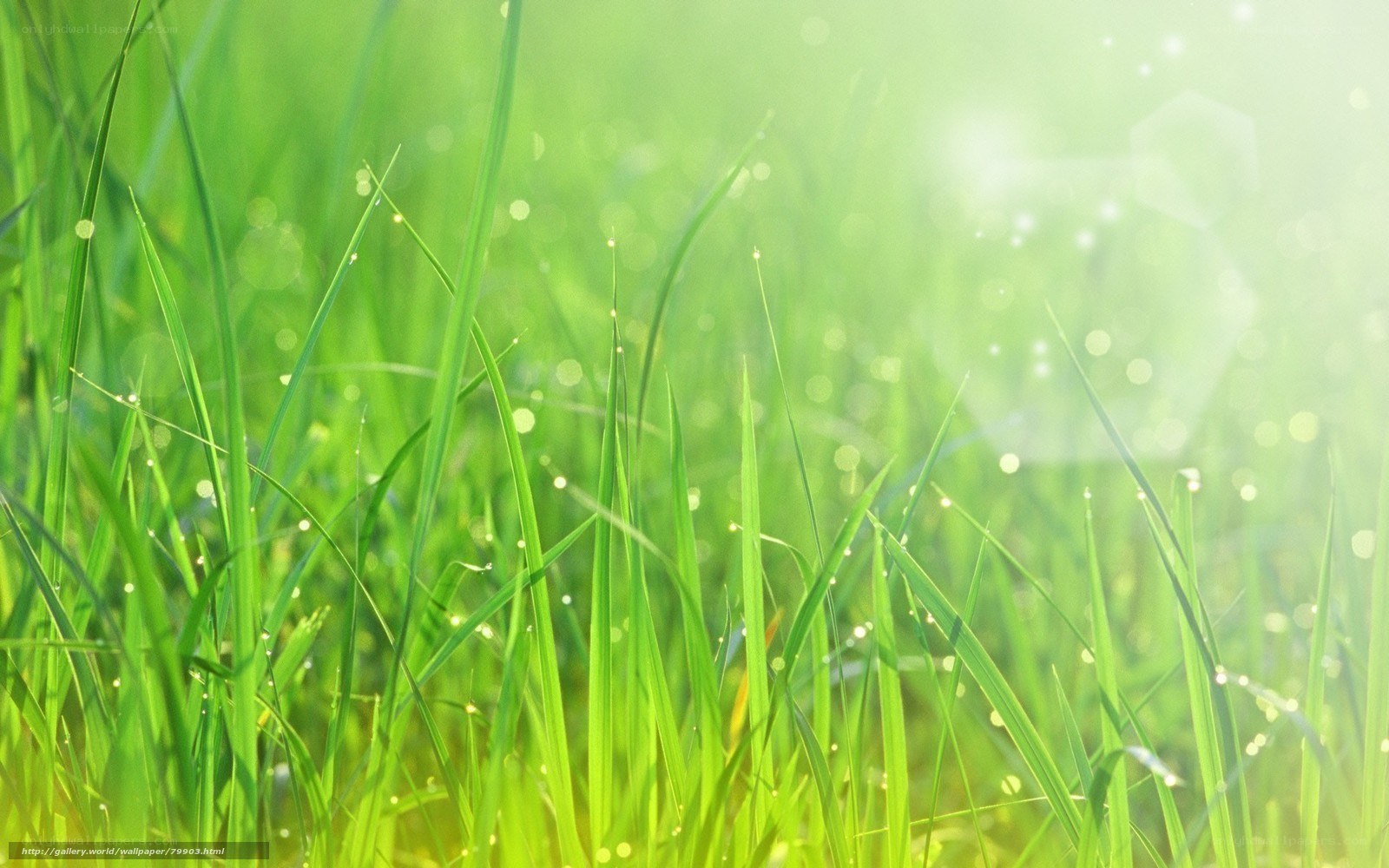 Green grass with dew drops