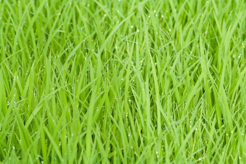 Green grass with dew drops