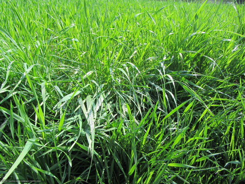 Green grass with dew drops