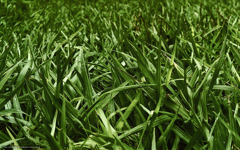 Green grass with dew drops