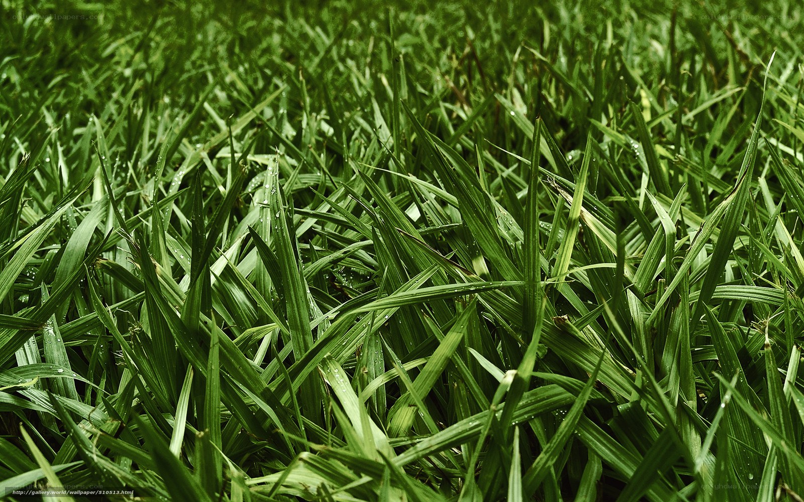 Green grass with dew drops