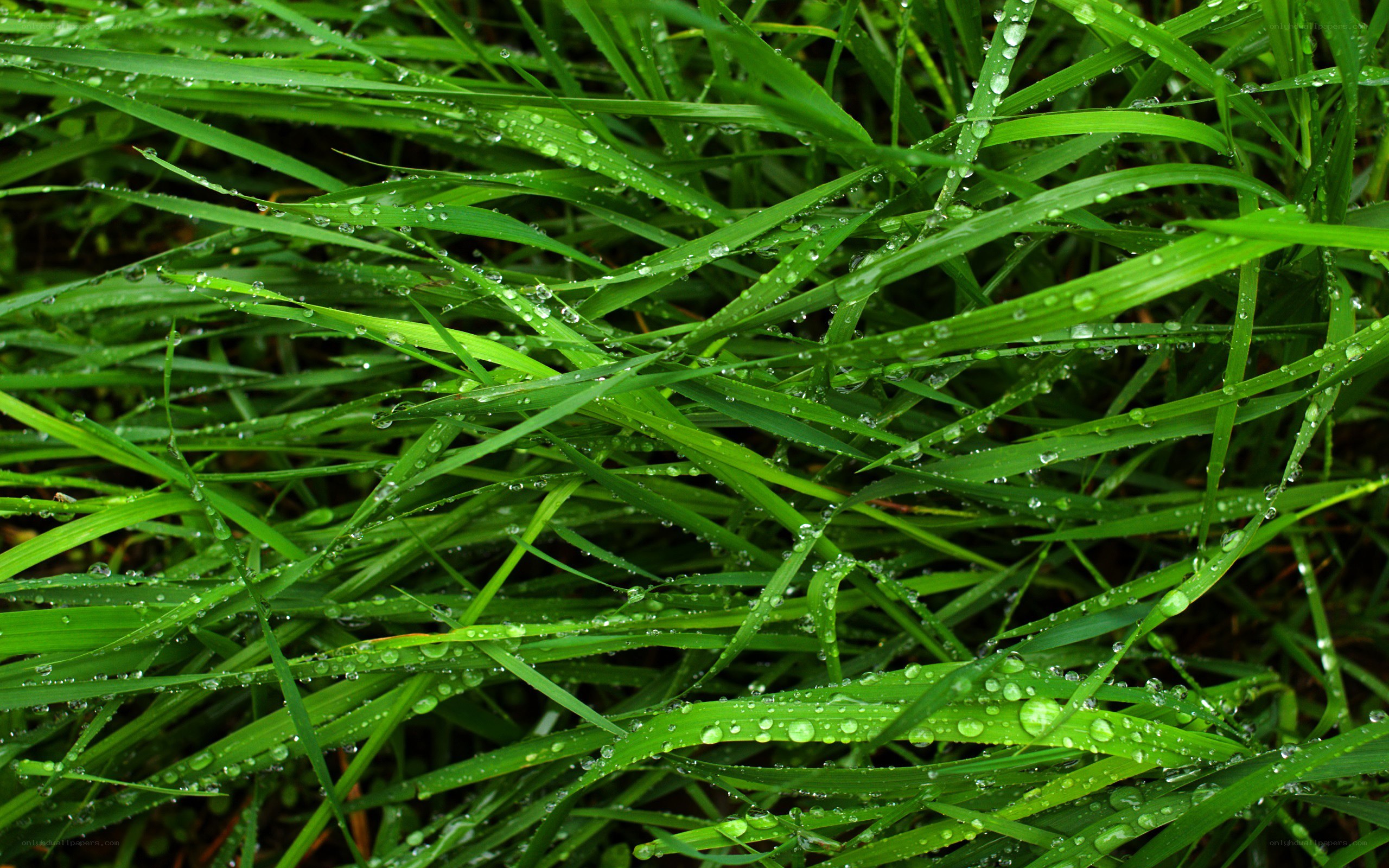 Green grass with dew drops