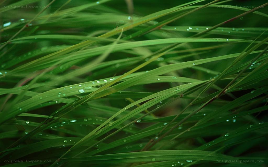 Green grass with dew drops