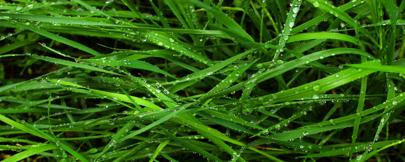 Green grass with dew drops
