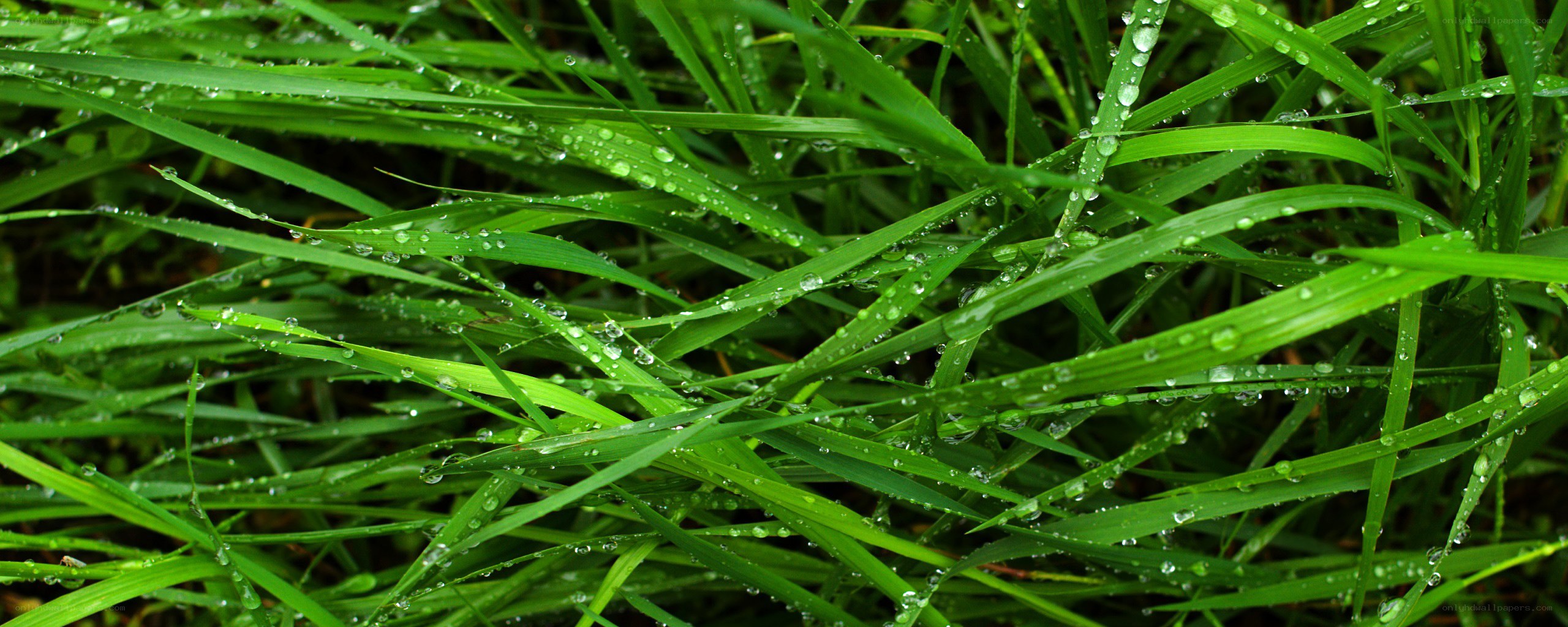 Green grass with dew drops