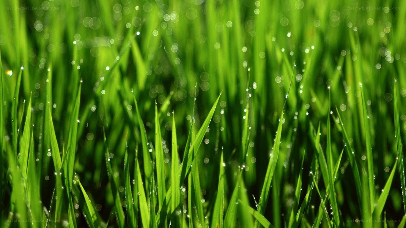 Green grass with dew drops