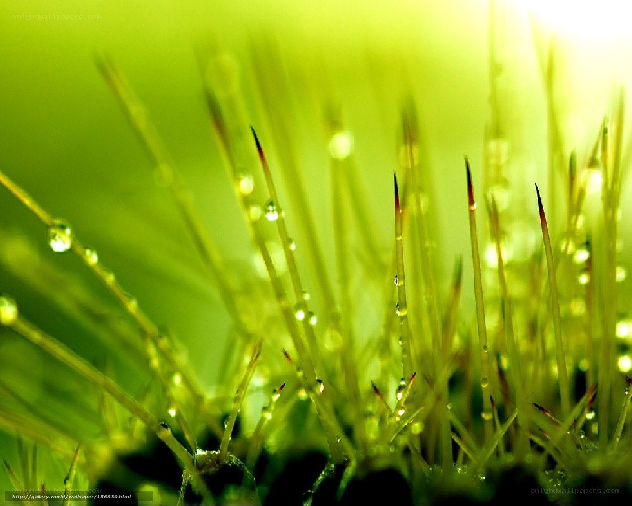Green grass with dew drops