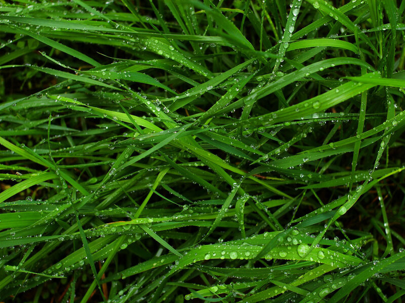 Green grass with dew drops