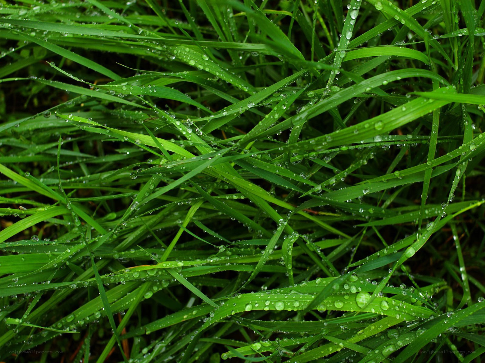 Green grass with dew drops