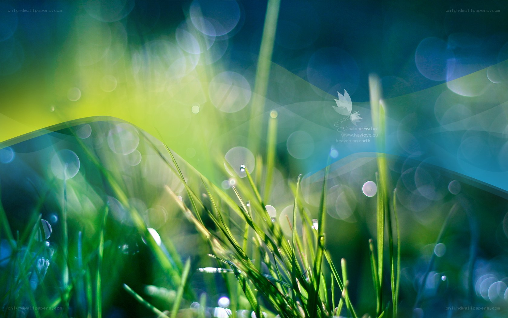 Green grass with dew drops