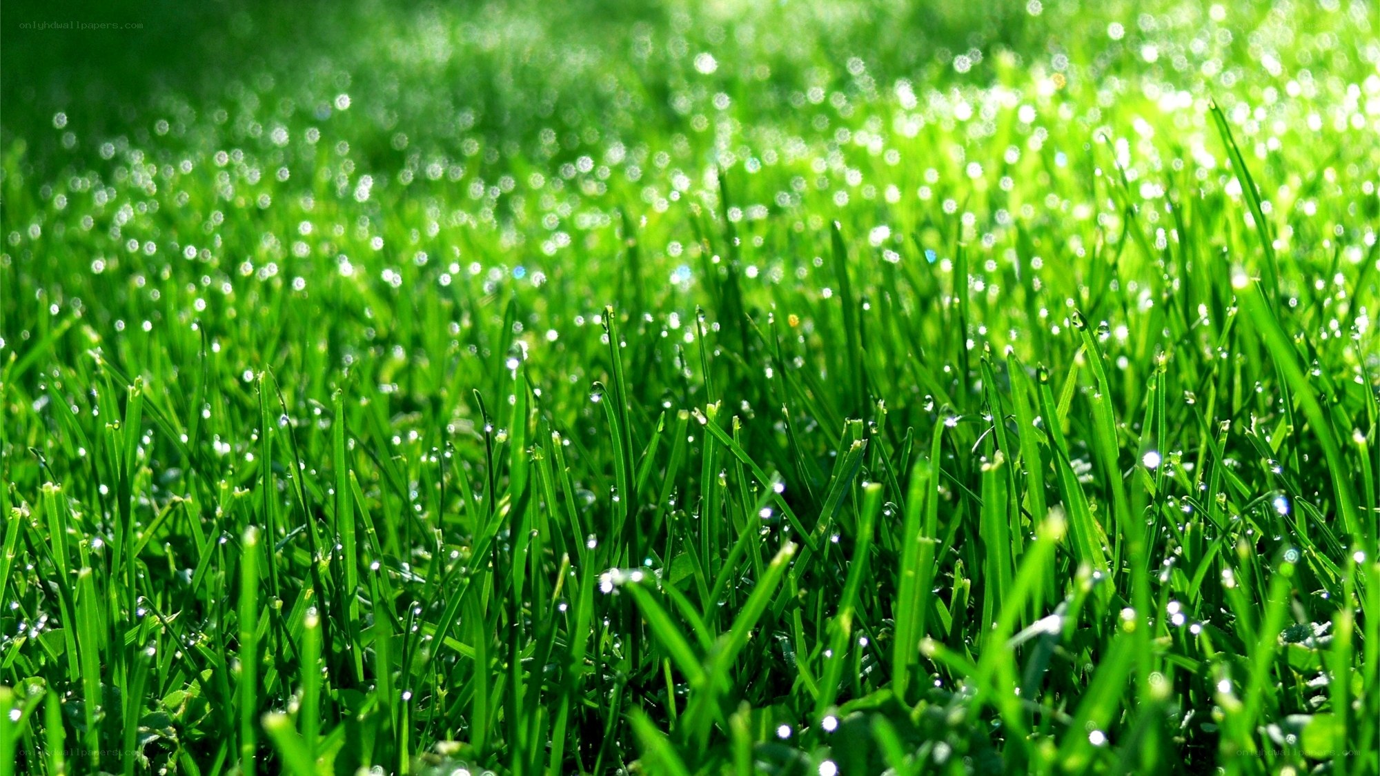 Green grass with dew drops