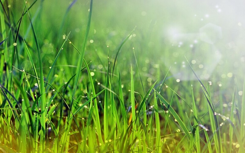 Green grass with dew drops
