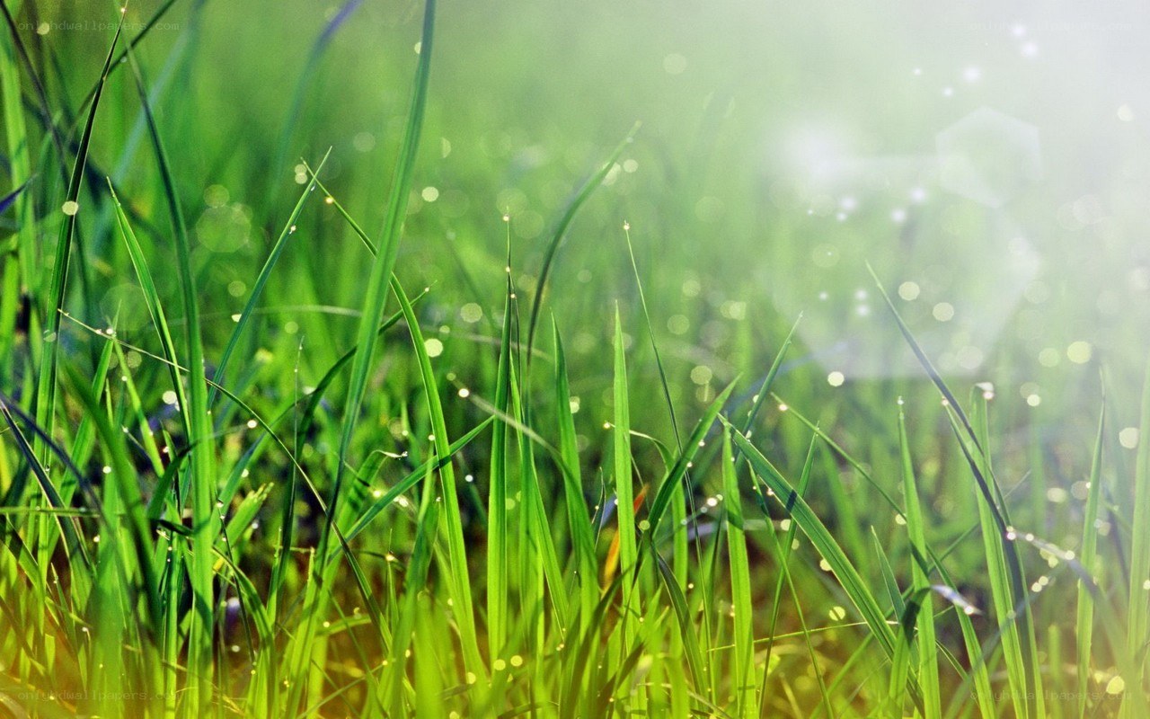 Green grass with dew drops