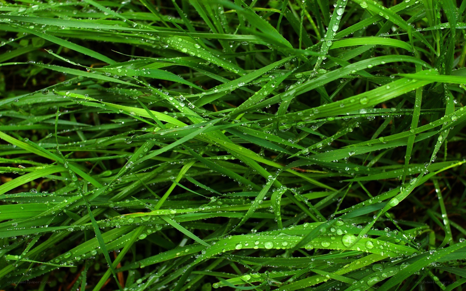 Green grass with dew drops