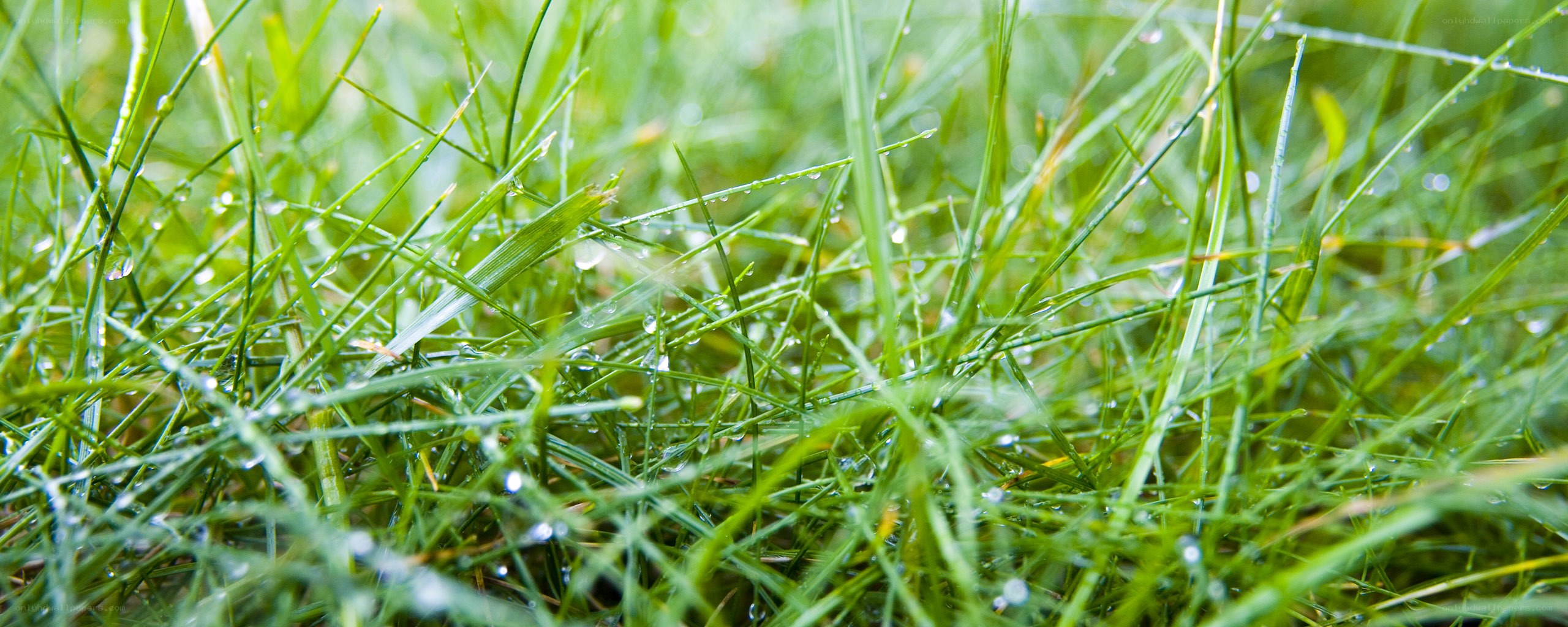 Green grass with dew drops