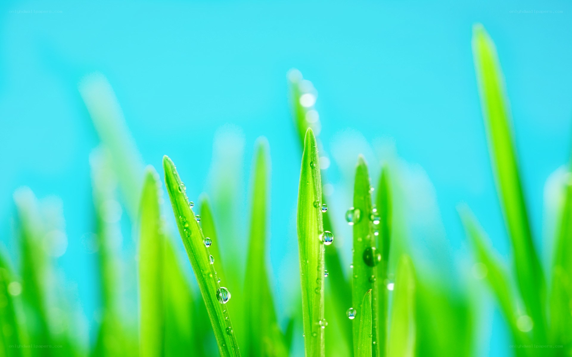 Green grass with dew drops
