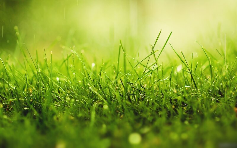 green grass with dew drops