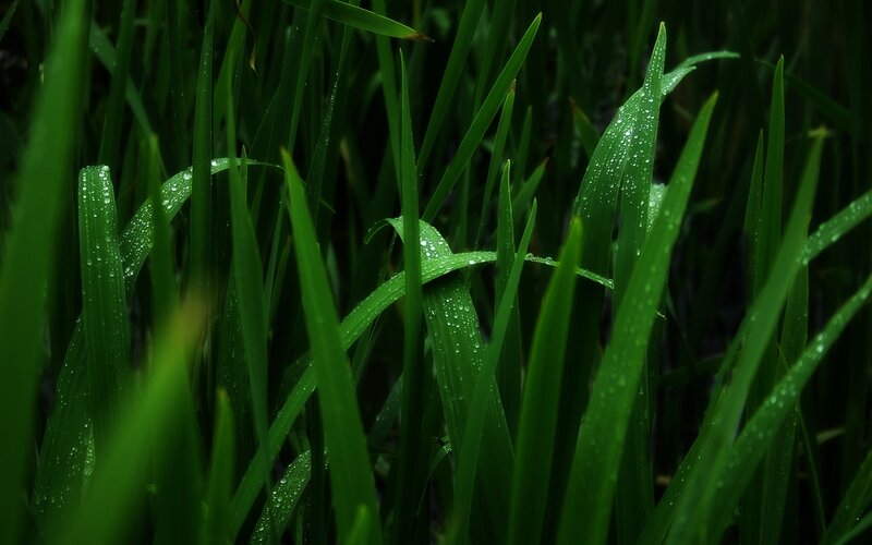 Green grass with dew drops