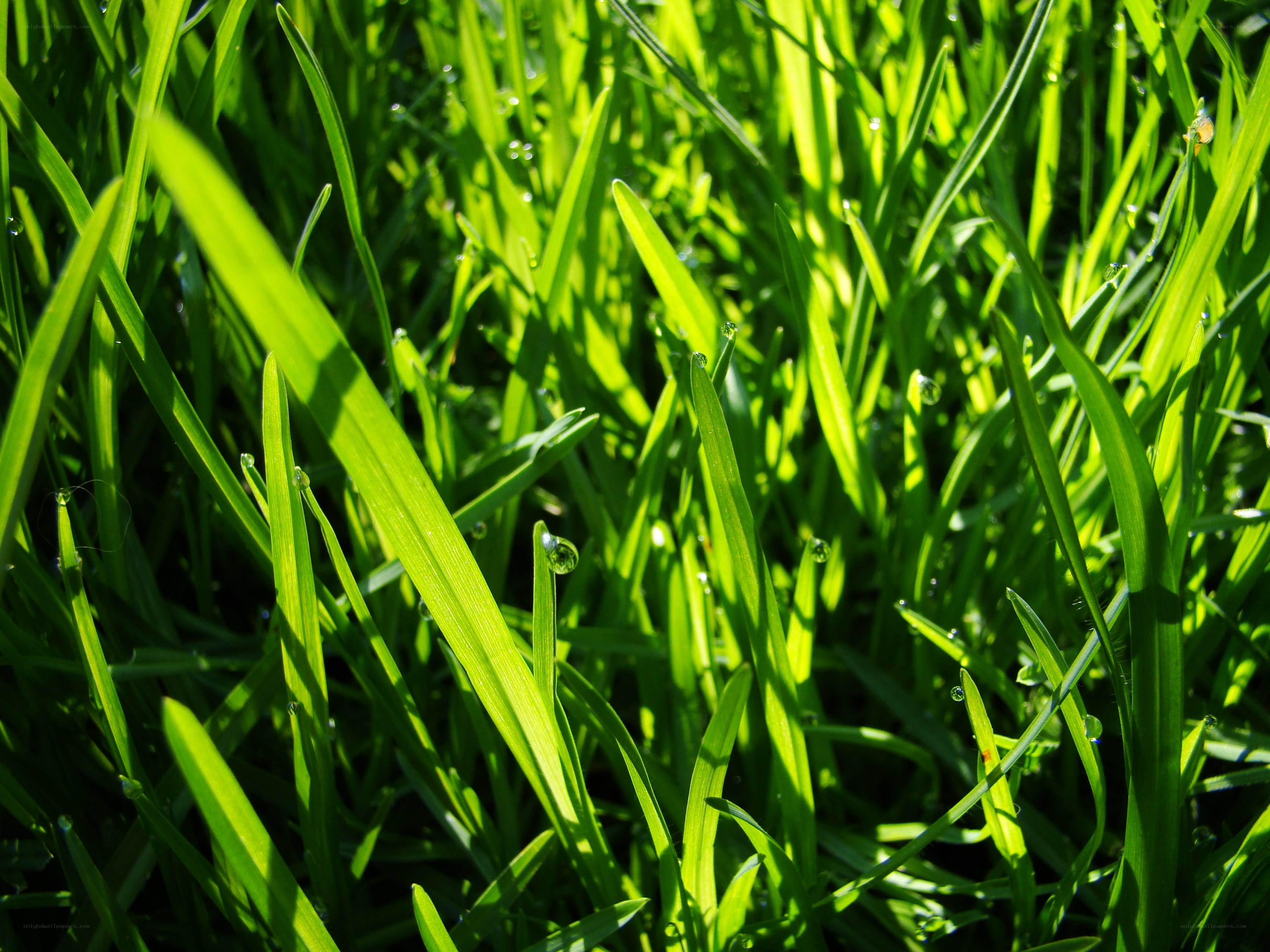 Green grass with dew drops