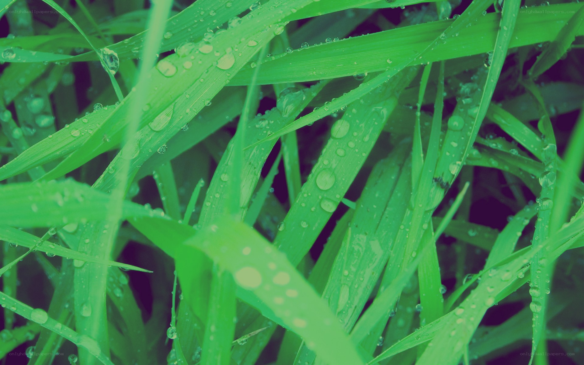 Green grass with dew drops