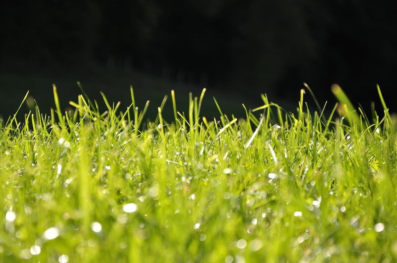 Green grass with dew drops