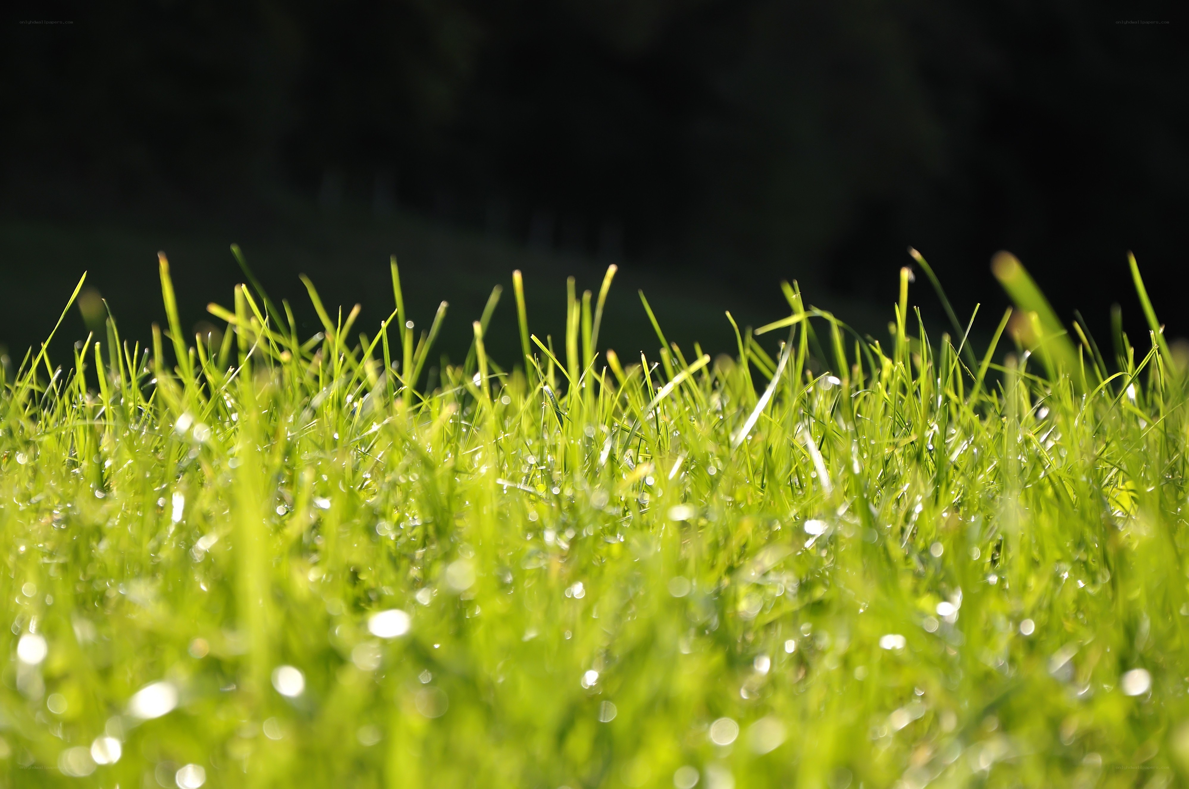 Green grass with dew drops