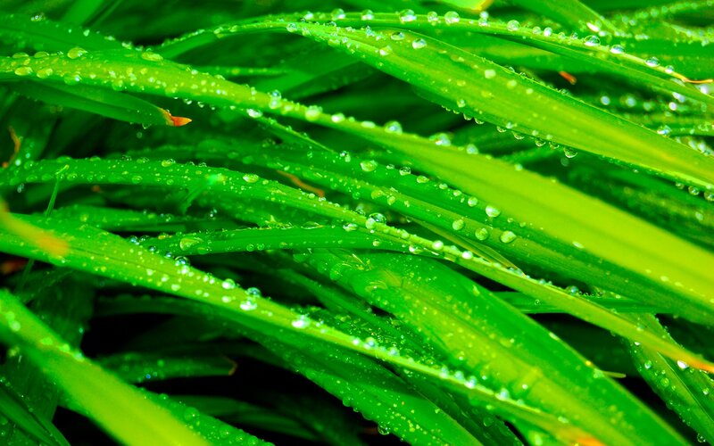 Green grass with dew drops
